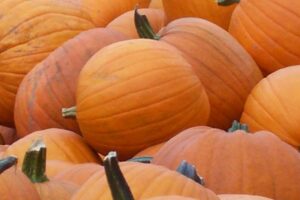 Things to do in Toronto this Weekend: October 26 to 28, 2018 Events & Festivals
