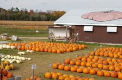 40+ Fun Fall Activities in and Around Kitchener – Waterloo Region