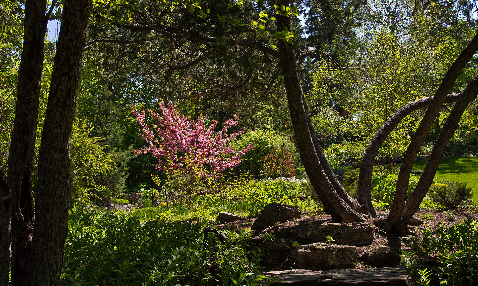 5. Calgary Tree Nurseries: Cultivating Nature's Beauty