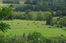 Farms to Visit in Greater Toronto Area | Family Fun Farm Trips