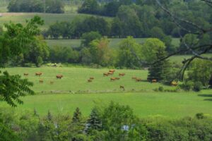 Farms to visit in Greater Toronto Area | Family Fun Farm Trips