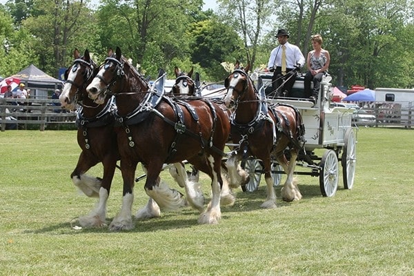 Schomberg Fair