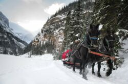 Sleigh Rides in Banff National Park