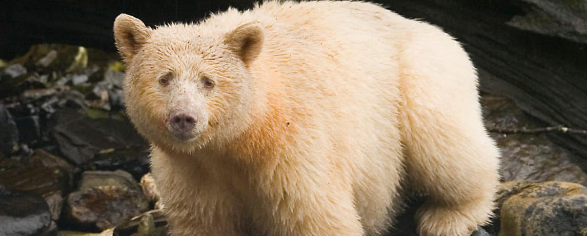 spiritbear