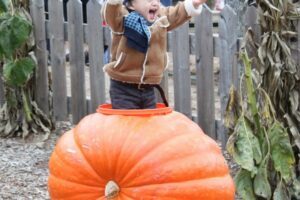 Harvest Festivals, and Farm Festivals in Toronto and GTA