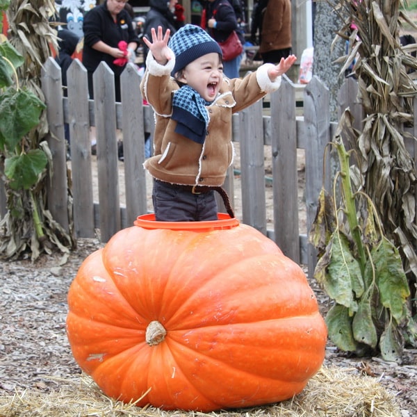Harvest Festivals, and Farm Festivals in Toronto and GTA