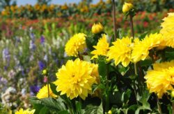 August Long Weekend Events & Activities in and Around Hamilton
