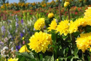 August Long Weekend Events & Activities in and Around Hamilton