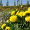 August Long Weekend Events & Activities in and Around Hamilton