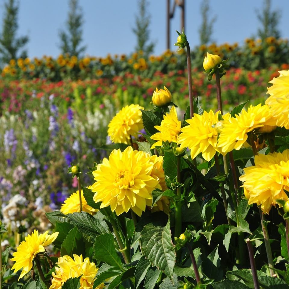 U Pick Flowers Black Fox Farm Distillery 245 Valley Road Saskatoon To Do Canada