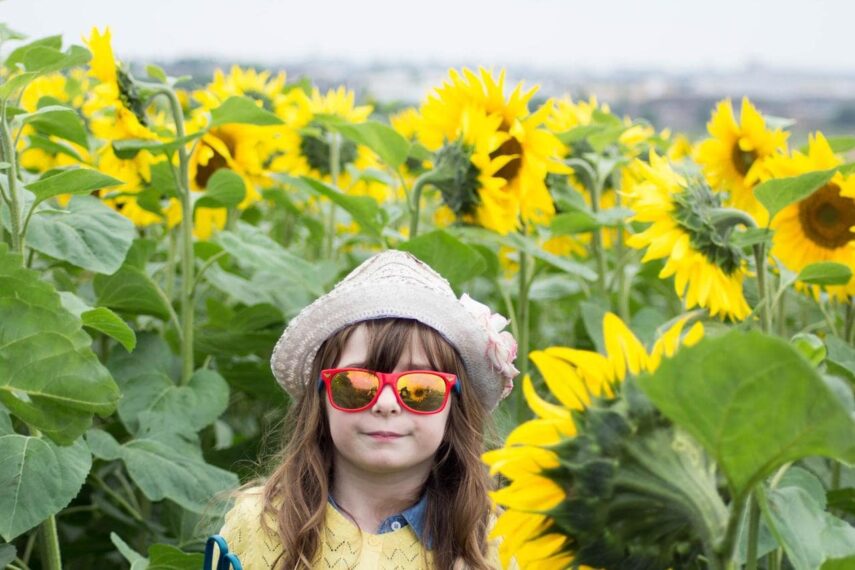 Sunflowers at Calgary Farmyard