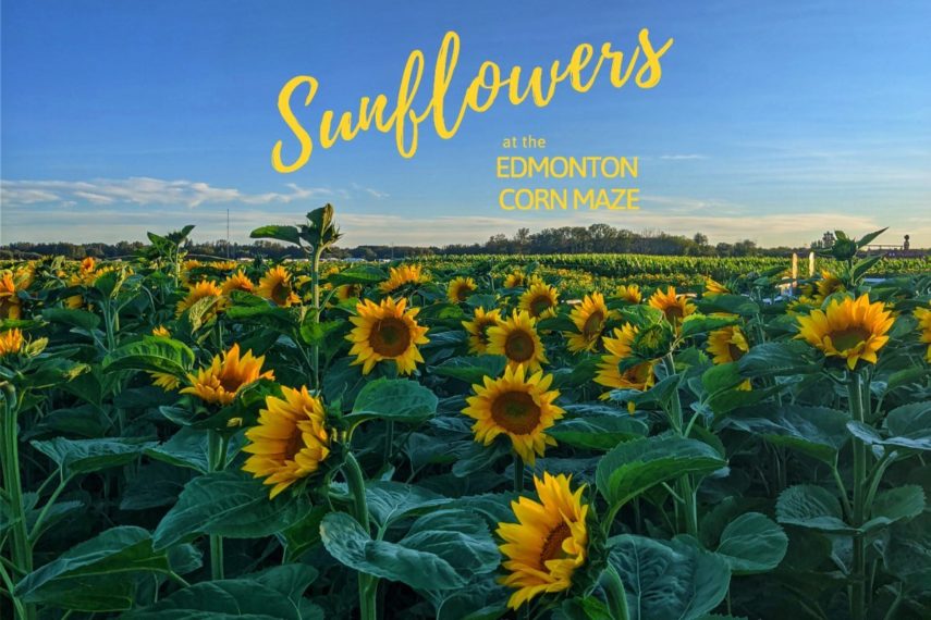Sunflowers at Edmonton Corn Maze