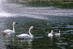 Things to Do With Kids in Calgary