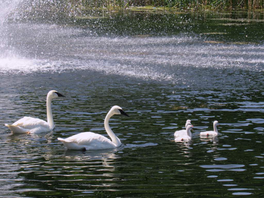 Things to Do With Kids in Calgary