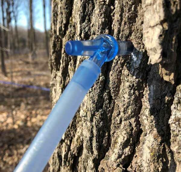 Pefferlaw Creek Farms 2024 Maple Weekends