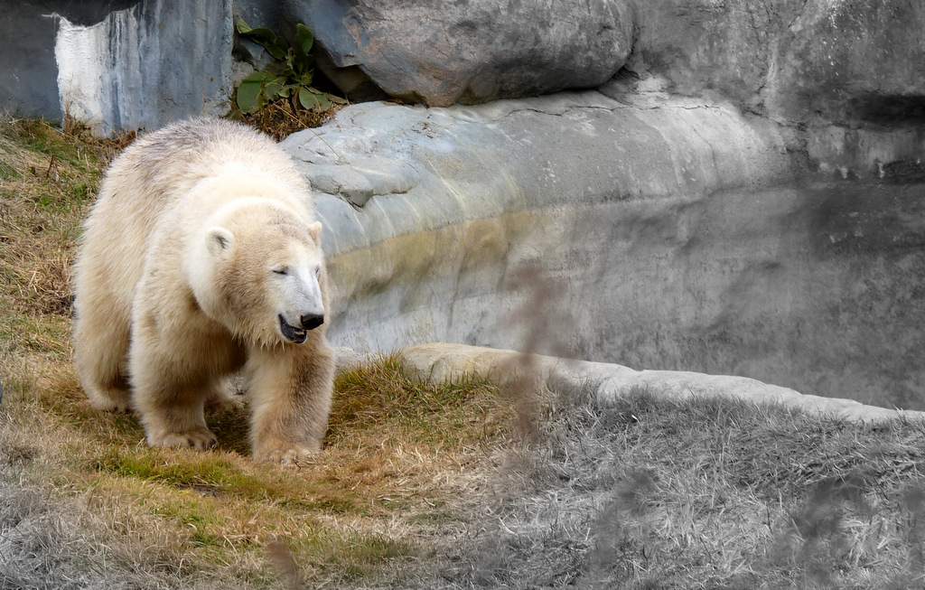 Zoos and Petting Zoos in Greater Toronto Area