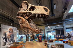 Saskatchewan's T.Rex Discovery Centre Reopens With New Dinosaur Exhibits For 2026 Season