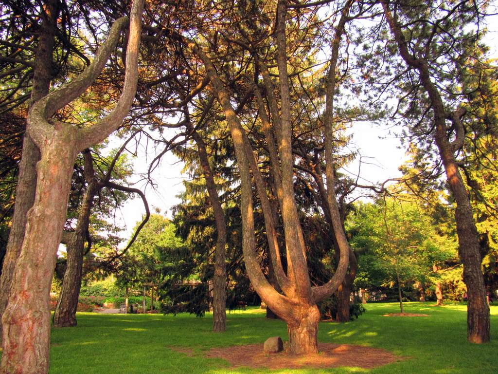 tree - Rosetta McClain Gardens, Scarborough