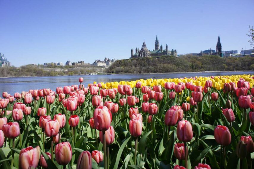 Itinerary for Tulip Festival Getaway to Ottawa To Do Canada