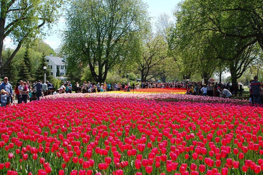 Things to Do at the Canadian Tulip Festival 2019