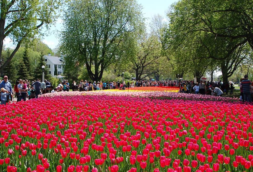 Things to Do at the 2023 Canadian Tulip Festival in Ottawa