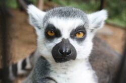 Visit the Twin Valley Zoo