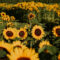 Harrison Sunflower Festival