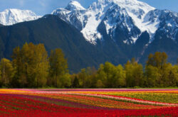 Harrison Tulip Festival: Chilliwack Festival to Rebloom in Agassiz This Year With More Than 10 Million Tulips