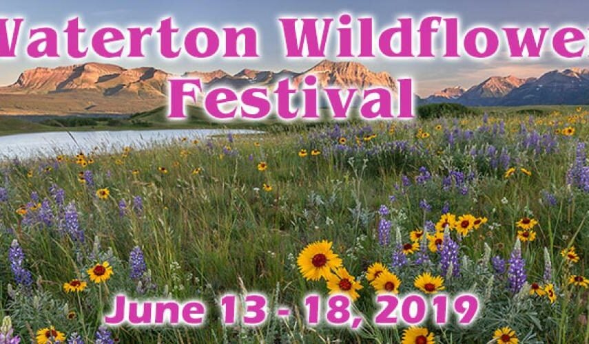 Waterton Wildflower Festival