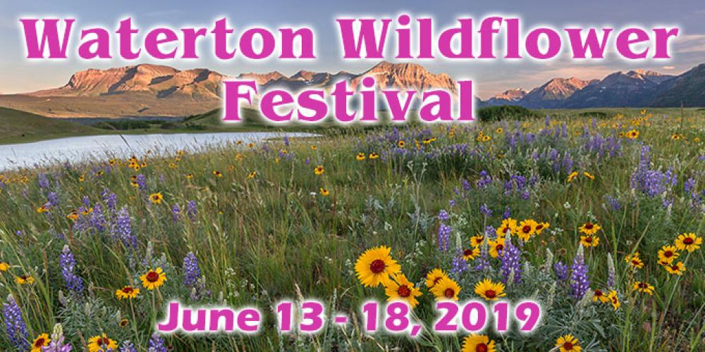Waterton Wildflower Festival Waterton Lakes National Park To Do Canada