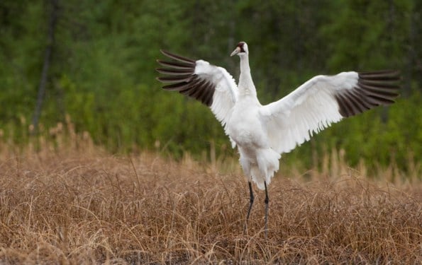 Whooping Crane © Parks Canada / Klaus Nigge