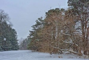 winter