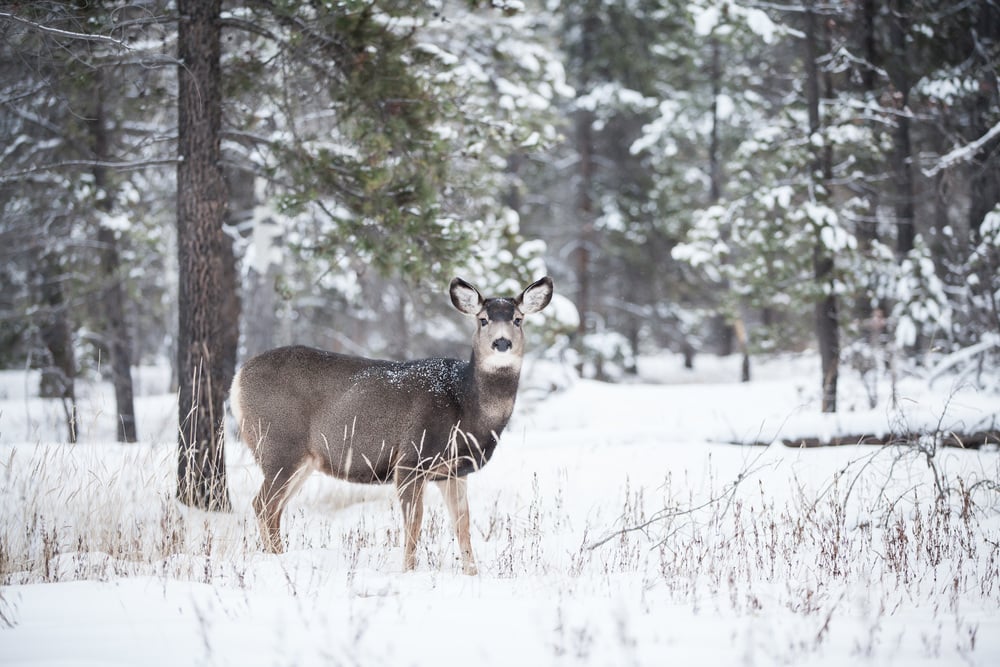 25 Provincial Parks to Visit in Alberta during Winter