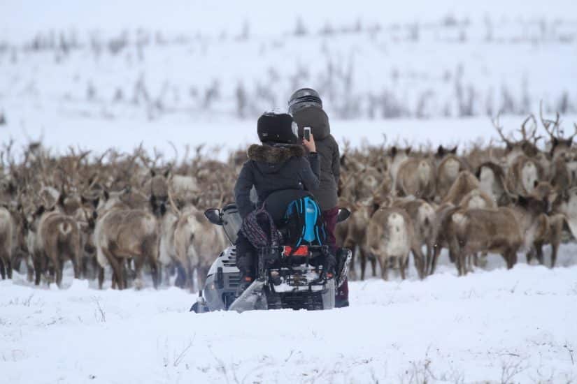 winter_reindeer