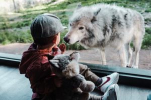 Safari Amid Arctic Wolves at This Drive Through Nature Park Near Ottawa
