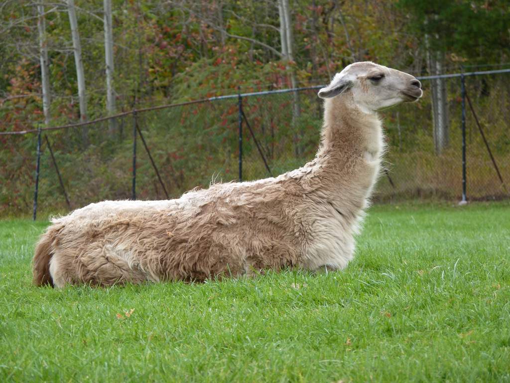 Zoos and Petting Zoos in Greater Toronto Area